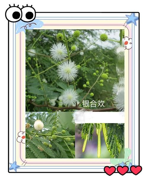 这是什么植物？快速鉴定未鉴定植物的方法