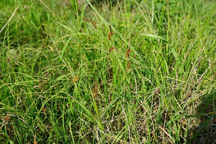 这是什么植物？快速鉴定未鉴定植物的方法
