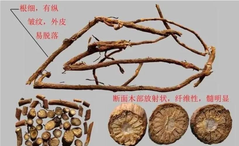这是什么植物？快速鉴定未鉴定植物的方法