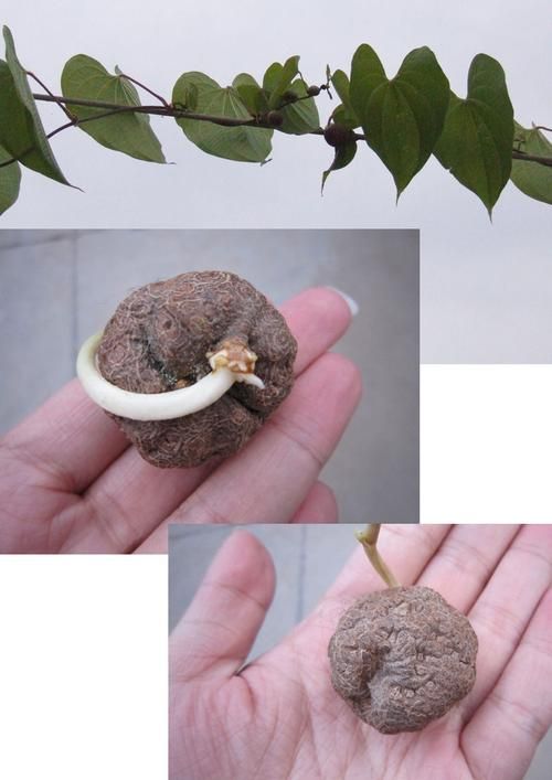 这是什么植物？快速鉴定未鉴定植物的方法