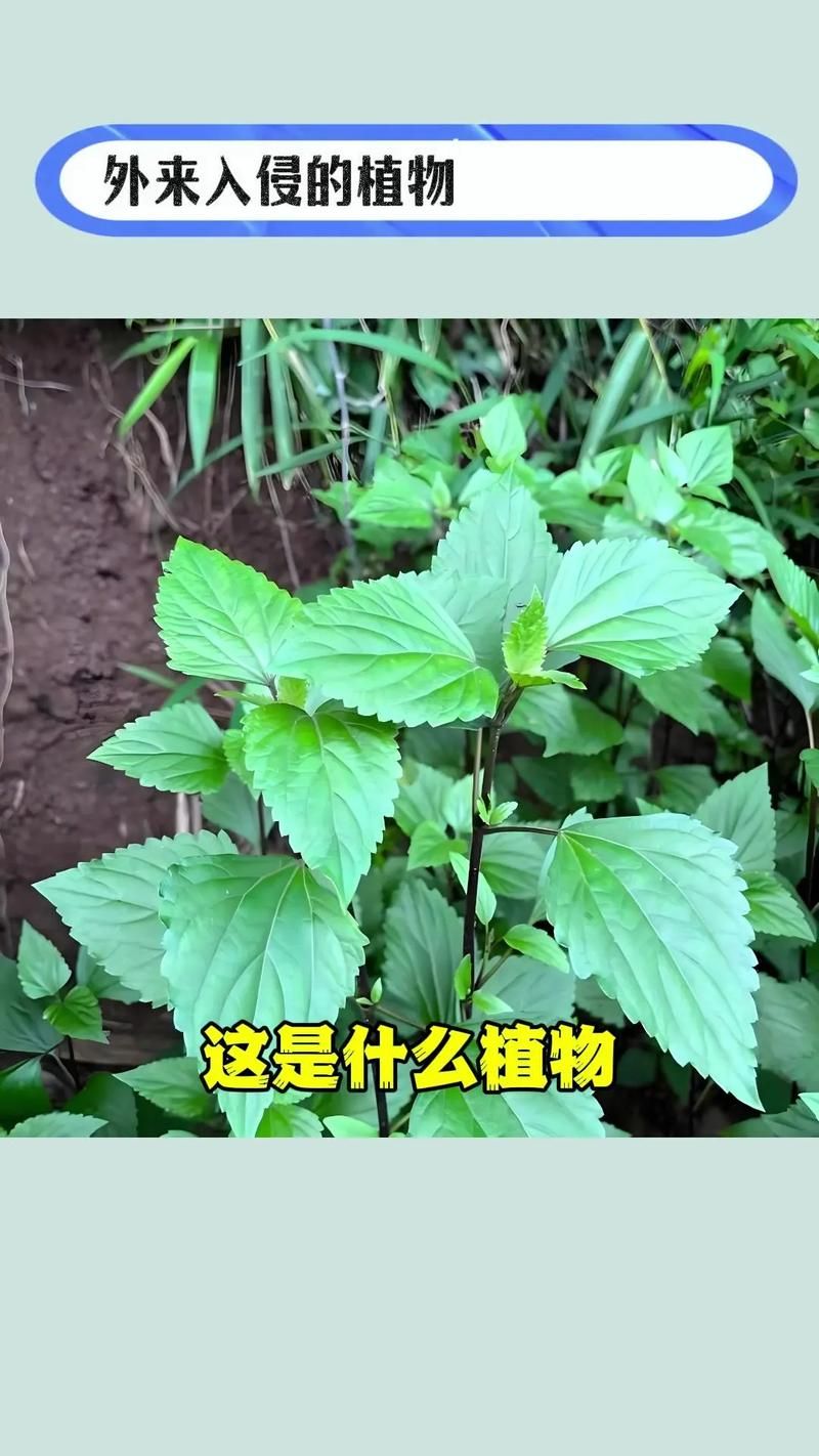 这是什么植物？快速鉴定未鉴定植物的方法