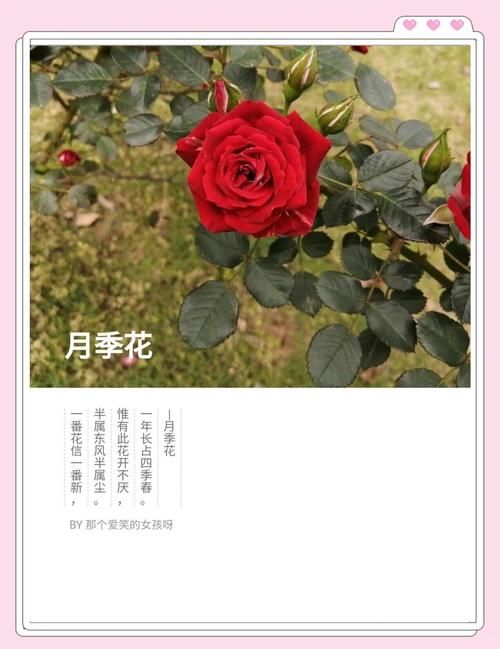这是什么植物？快速鉴定未鉴定植物的方法