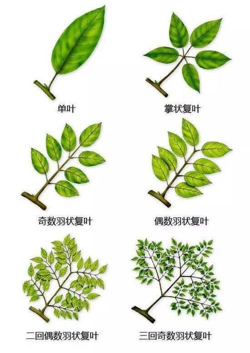 这是什么植物？快速鉴定未鉴定植物的方法