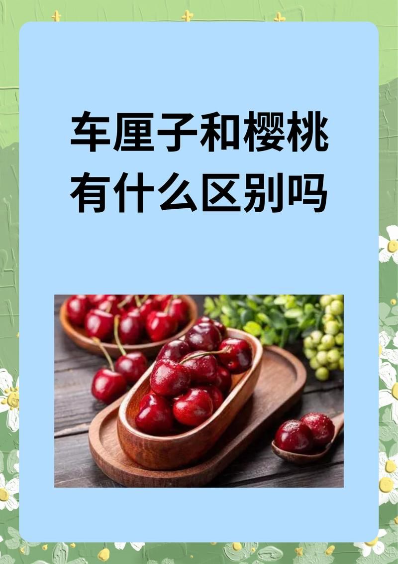 进口车厘子与国产樱桃有何不同？深度解析车厘子和樱桃的关系