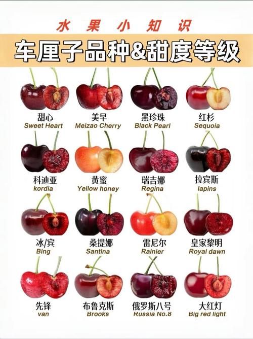 进口车厘子与国产樱桃有何不同？深度解析车厘子和樱桃的关系