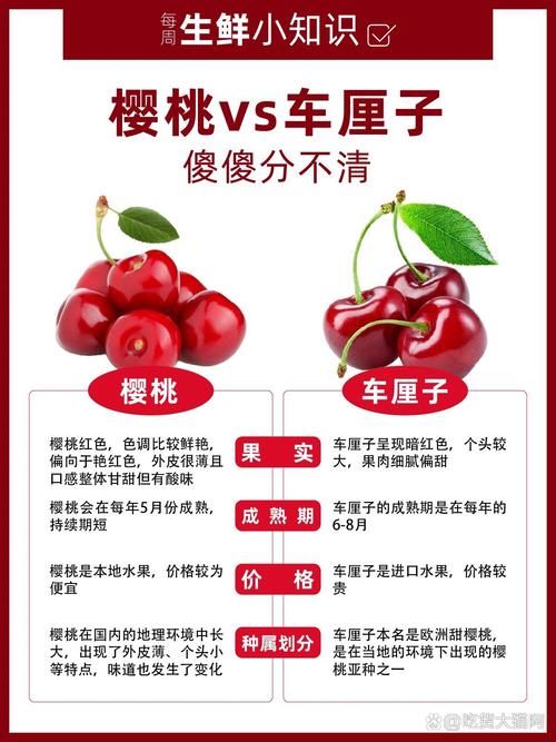 进口车厘子与国产樱桃有何不同？深度解析车厘子和樱桃的关系