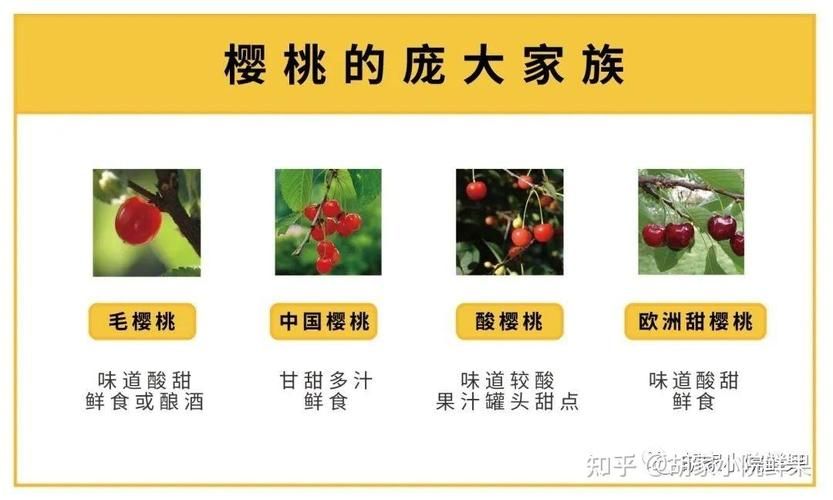 进口车厘子与国产樱桃有何不同？深度解析车厘子和樱桃的关系