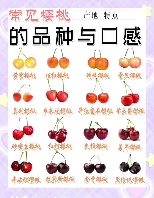 进口车厘子与国产樱桃有何不同？深度解析车厘子和樱桃的关系