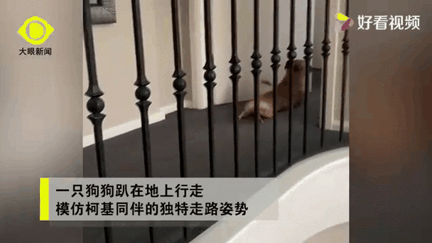 迷路的小灰灰火了！网友戏精模仿，笑到肚子疼