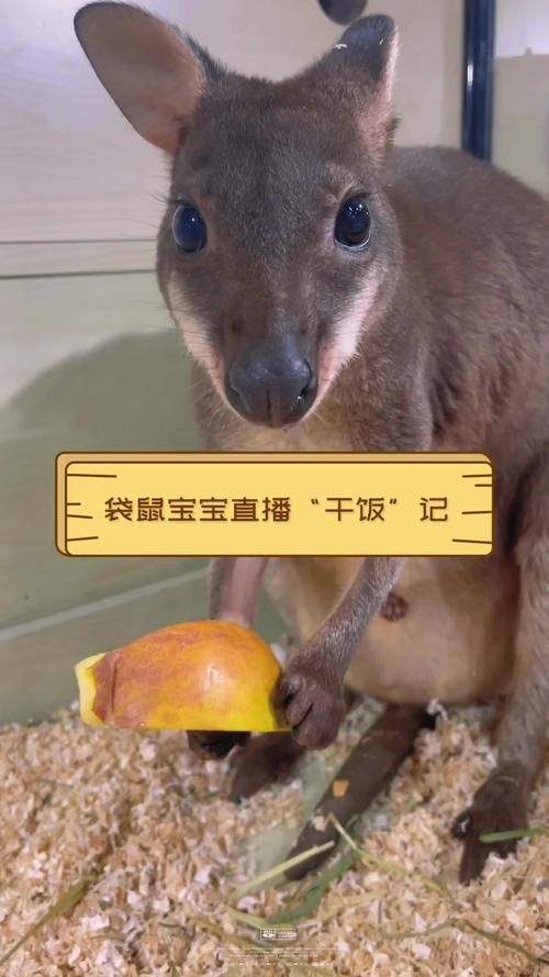 选择袋鼠直播平台：海量体育赛事直播，免费观看高清直播！