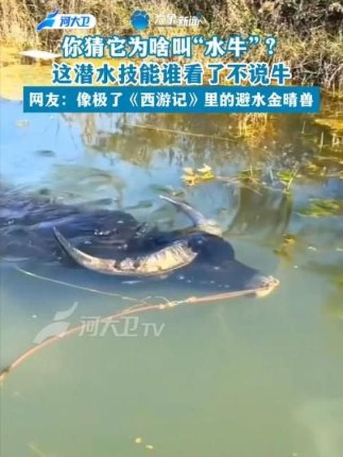 避水金睛兽：揭秘西游记中牛魔王的专属神兽