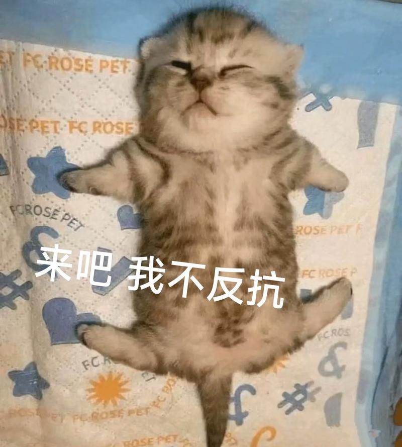 那些让你无语的普信男？用表情包来反击吧！