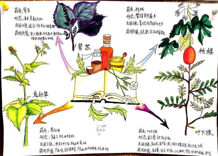 采药200经验分享：高效率采药地图及技巧总结
