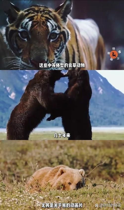 野兽的盛宴：残酷自然界的生存法则