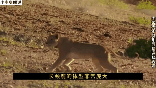 野兽的盛宴：残酷自然界的生存法则