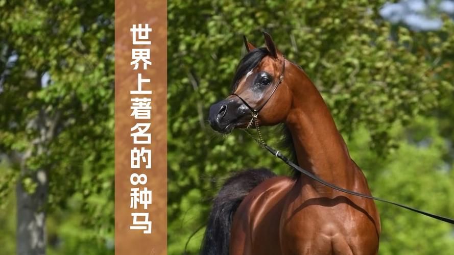 野生马匹自然繁殖的奥秘：成功率有多高？