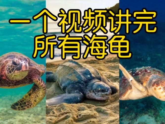 钓海龟技巧全分享，让你轻松收获海龟