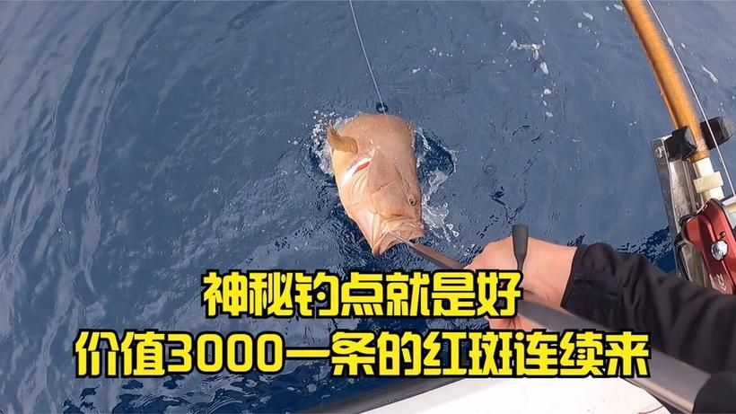 钓鱼大锋子是什么鱼？钓法技巧全攻略
