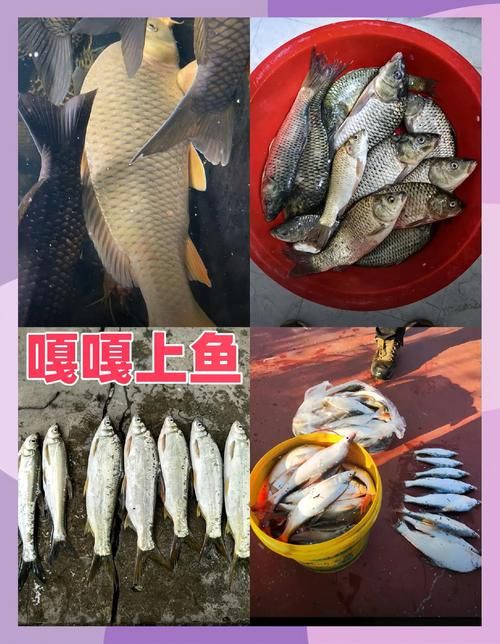 钓鱼大锋子是什么鱼？钓法技巧全攻略