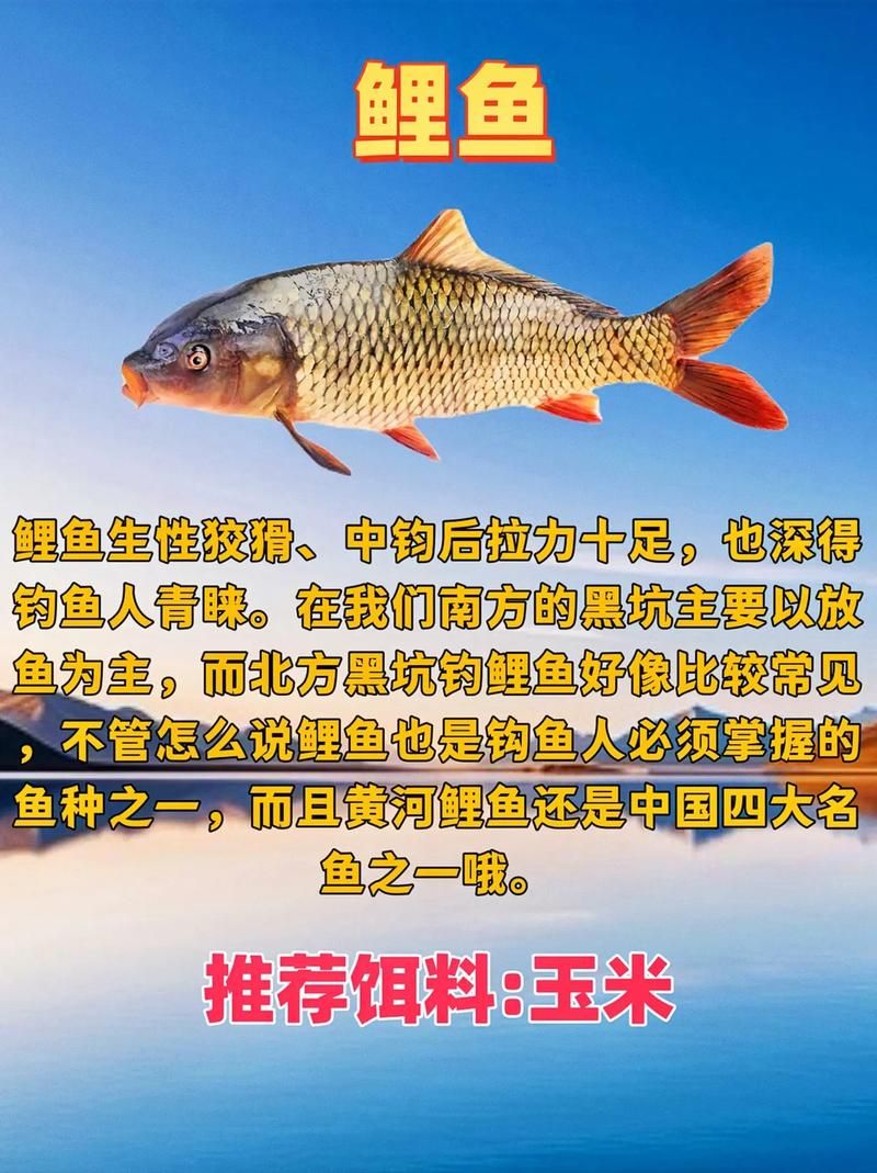 钓鱼王论坛：高手云集，钓鱼技巧全分享！