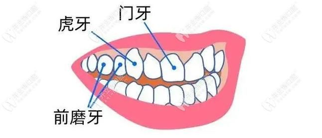 门牙的重要性：咬东西、保护口腔，甚至影响你的美貌！
