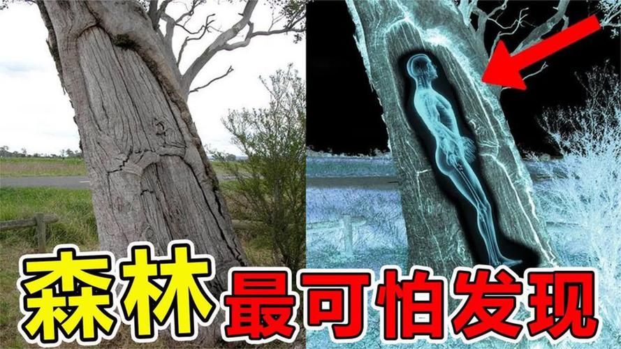 阴森的森林深处究竟藏着什么？胆小勿入！