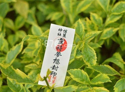 阴阳师信物作用及获取方法：快速收集信物技巧