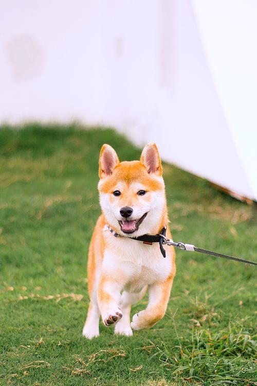 阴阳师柴犬守护位置一览：快速获得柴犬守护的方法！