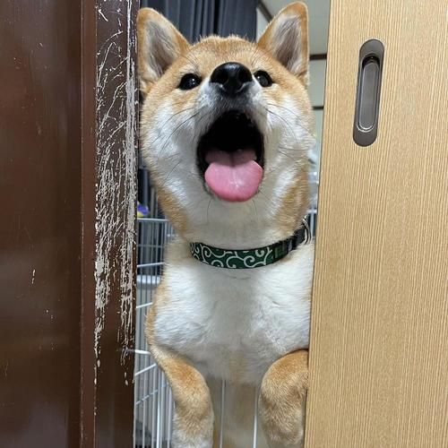 阴阳师柴犬守护位置一览：快速获得柴犬守护的方法！