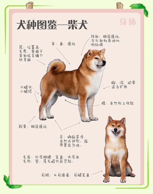 阴阳师柴犬守护位置一览：快速获得柴犬守护的方法！