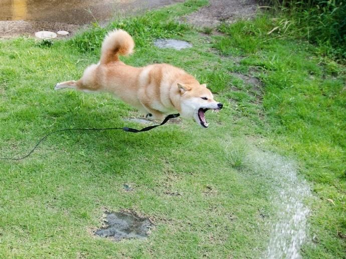 阴阳师柴犬守护位置一览：快速获得柴犬守护的方法！