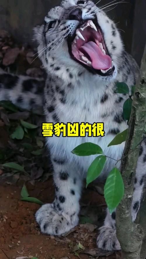 雪豹主要分布在哪个区域？带你了解雪豹的家园！