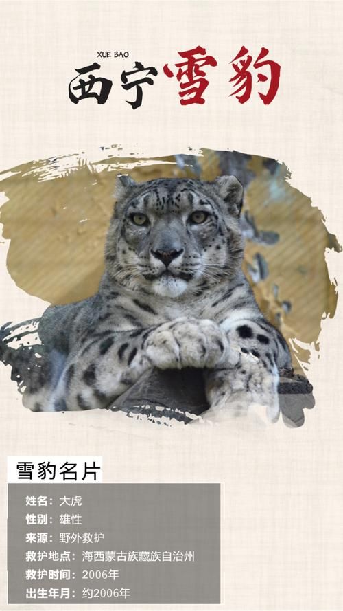 雪豹主要分布在哪个区域？带你了解雪豹的家园！