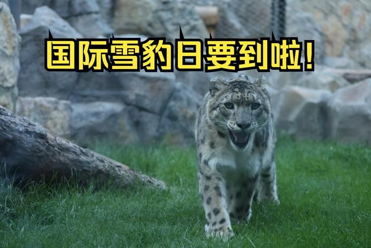 雪豹主要分布在哪个区域？带你了解雪豹的家园！