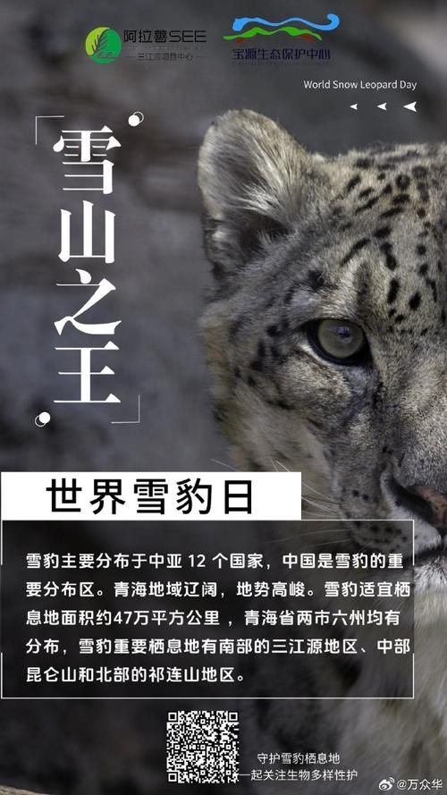 雪豹主要分布在哪个区域？带你了解雪豹的家园！