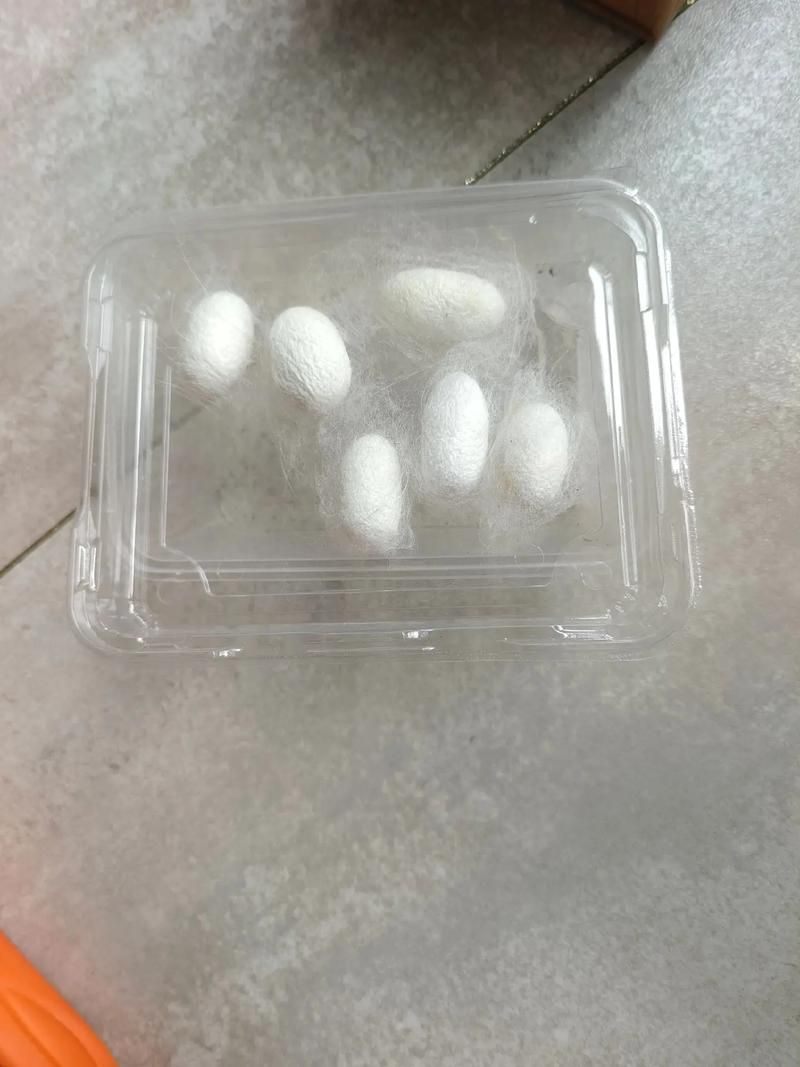 零基础也能学会！蚕茧如何手工抽丝？