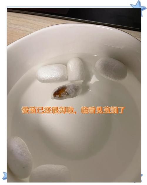 零基础也能学会！蚕茧如何手工抽丝？