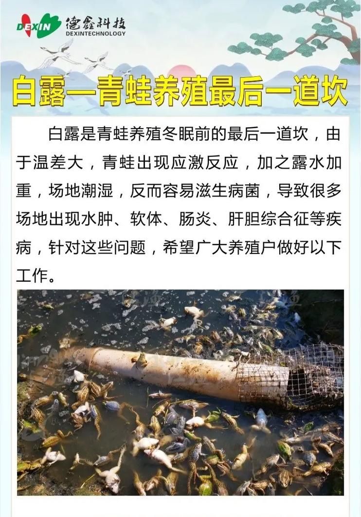 青蛙的食物有哪些？满足青蛙营养需求的喂食指南