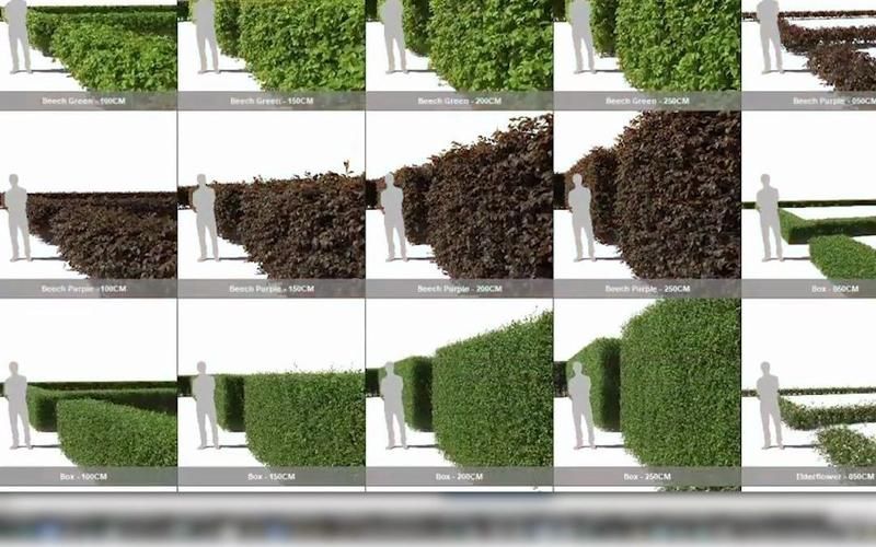 顶级3DMax森林插件：Forest Pack Pro功能全面解析