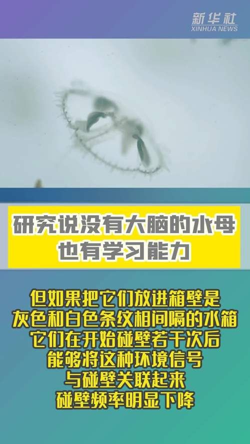 颠覆认知！水母没有大脑和心脏，它是怎么活着的？