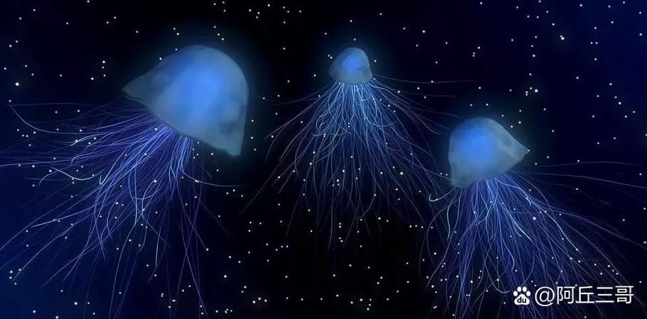 颠覆认知！水母没有大脑和心脏，它是怎么活着的？