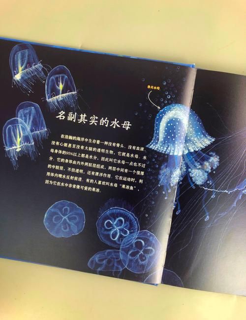 颠覆认知！水母没有大脑和心脏，它是怎么活着的？