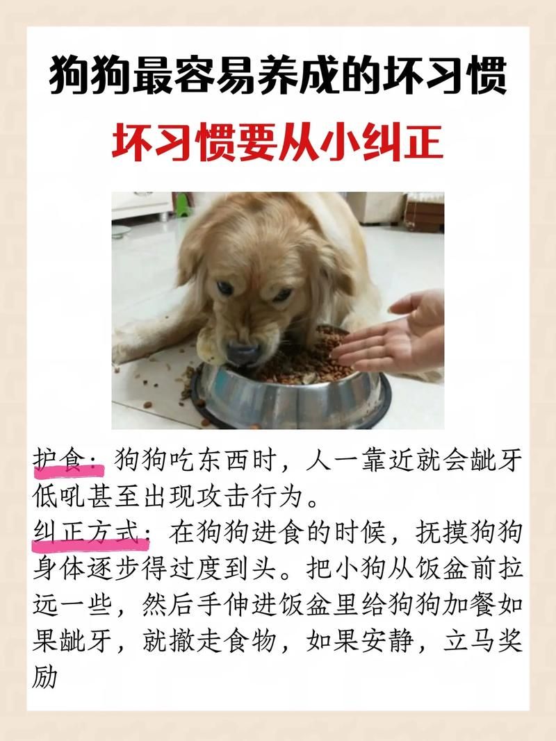 驯服它！告别宠物攻击行为，安全和谐的相处秘诀！