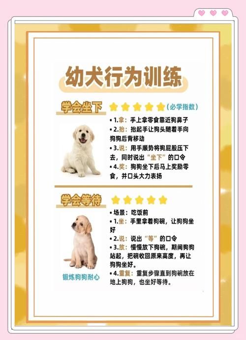 驯服宠物秘籍：新手也能轻松搞定宠物训练
