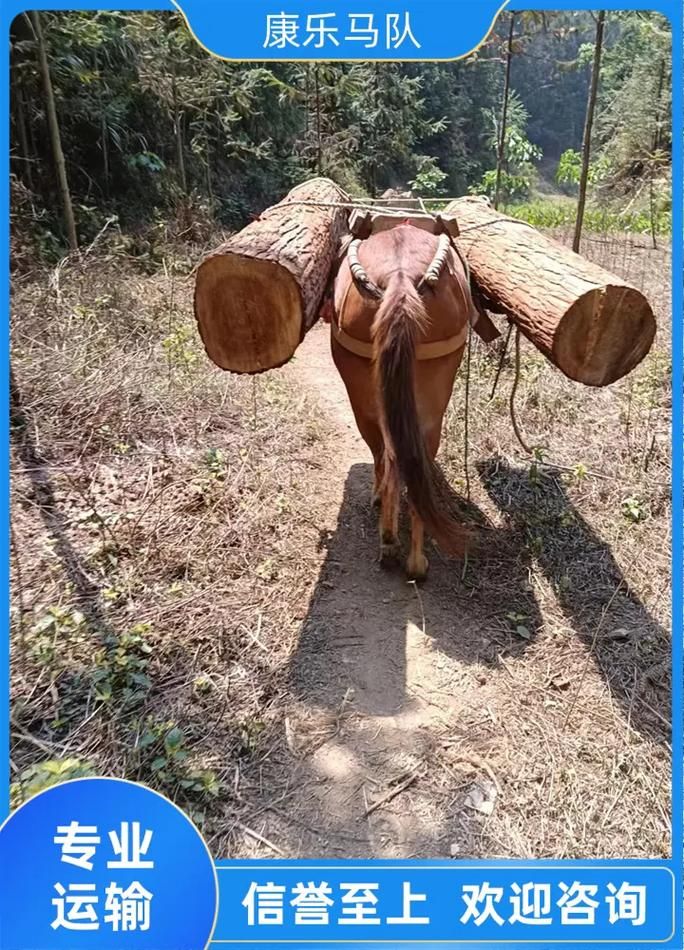 骡子和货物：山路艰辛，它们负重前行值得敬佩吗？