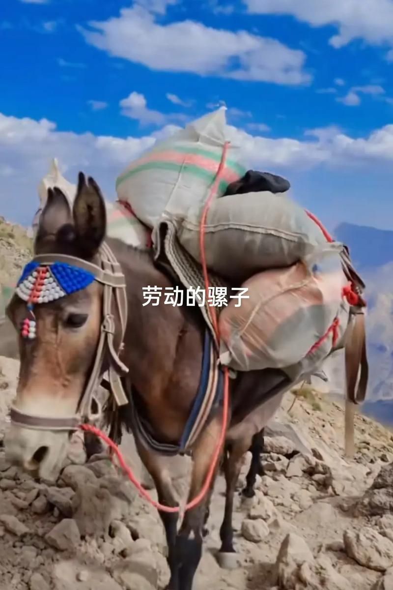 骡子和货物：山路艰辛，它们负重前行值得敬佩吗？