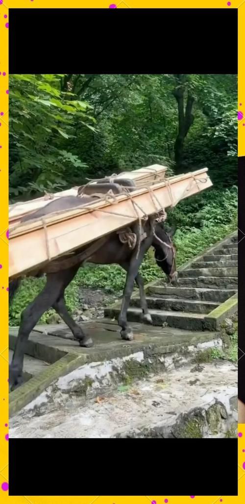 骡子和货物：山路艰辛，它们负重前行值得敬佩吗？