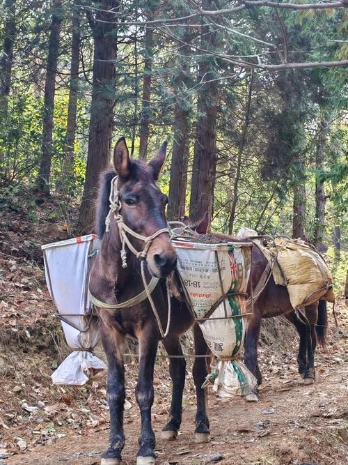 骡子和货物：山路艰辛，它们负重前行值得敬佩吗？