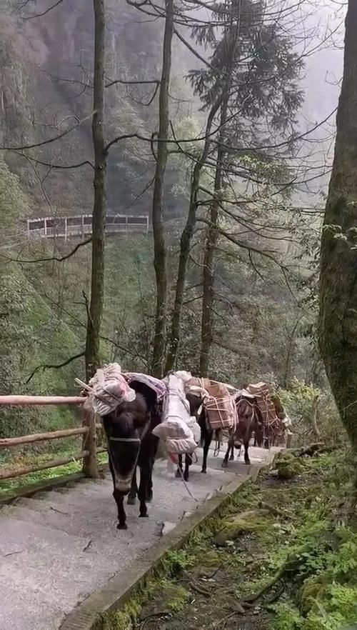 骡子和货物：山路艰辛，它们负重前行值得敬佩吗？