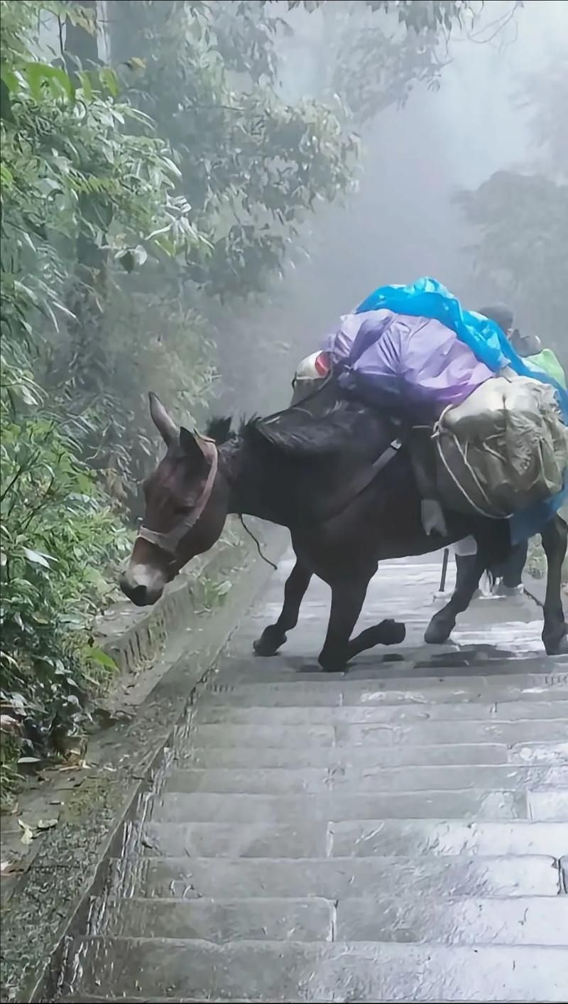 骡子和货物：山路艰辛，它们负重前行值得敬佩吗？